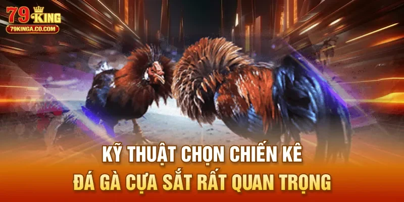 Kỹ thuật chọn chiến kê đá gà cựa sắt rất quan trọng
