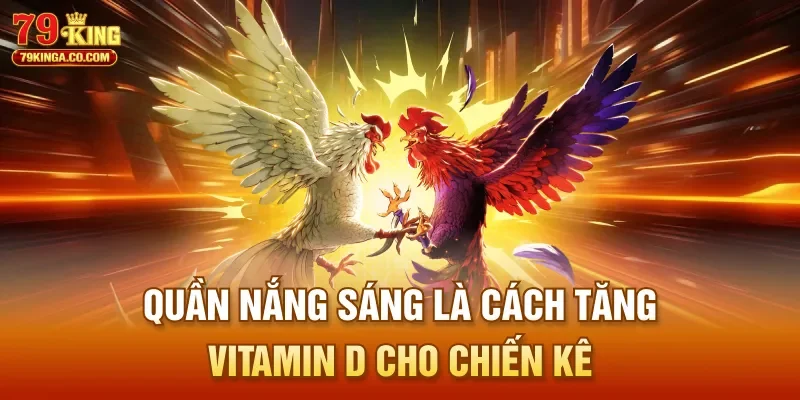 Quần nắng sáng là cách tăng Vitamin D cho chiến kê